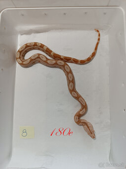 Predam Boa Constrictor - 8