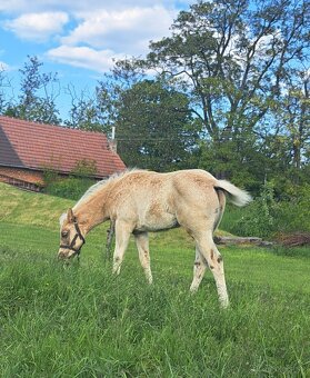 Roční qh hřebeček reining původ - 8