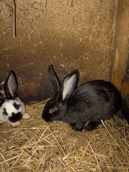 Nemecký obrovity strakač - 8