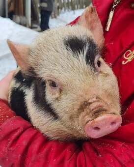 Gottingenské miniprasiatka - 8