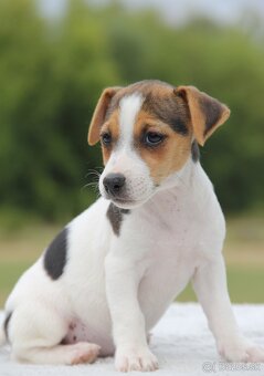 Jack Russel Terier - 8