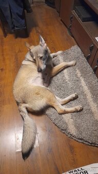 Československý Vlciak - 8