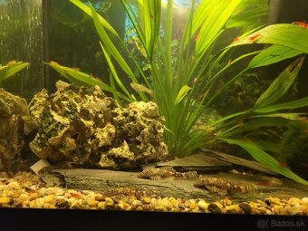 Predám akvária cca 60l - 8