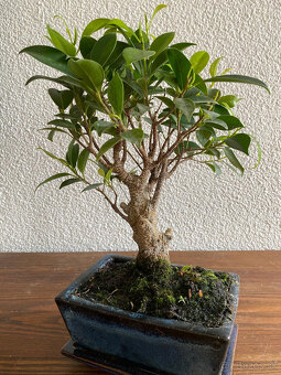 Fikus Ficus Retusa bonsaj3 - 8