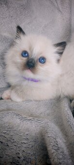 Predám Ragdoll - 8