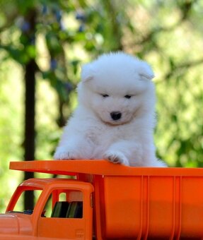 Samojed s PP LA TORRE ROJA - 8