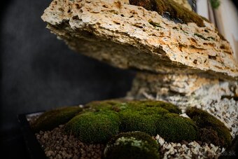 Bonsai Krajinka v miske 78x38cm, prírodný kameň - 8