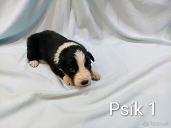 Border kolia - steniatka - 8