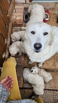 Slovenský čuvač - šteniatka - 8