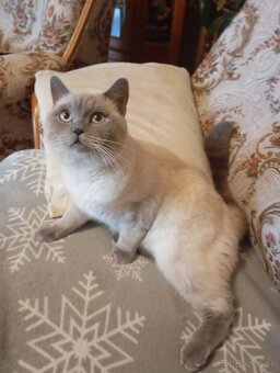 Britský kocúr na krytie - 8