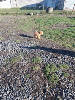 Zlatý retriever - 8