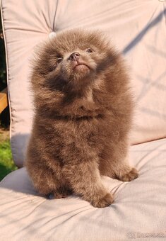 Pomeranian s PP - 8