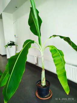 Raritny Bananovnik Snežný - Ensete Glaucum s bielym kmenom - 8