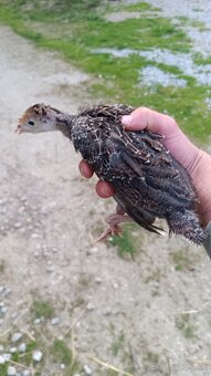 Morka divá - predám kuriatka - 8