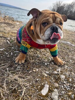 Anglicky Bulldog s PP na KRYTIE, buldog, Buldok , - 8