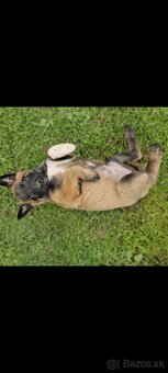 Belgický ovčiak malinois - 8