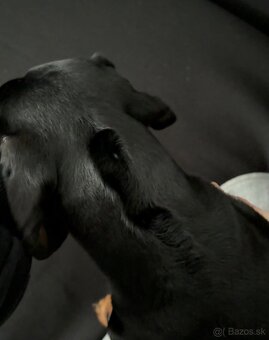 Jazvečík na krytie - 8