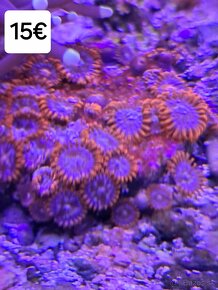Morské korále - 8