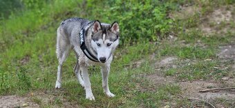 Sibírsky Husky na krytie - 8
