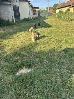 Šteniatka Akita Inu - 8