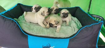 Mops - 8