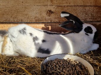 NOS .FRANCUZKY BARAN - 8