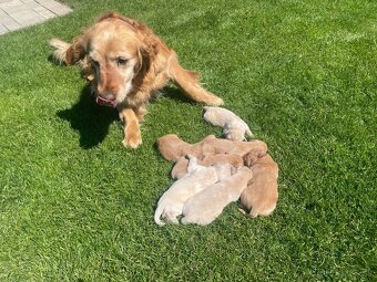 Zlatý Retriever - 8