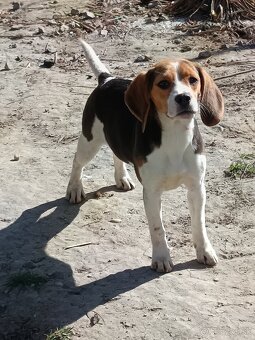 Beagle, bigel, bigl bez PP - 8
