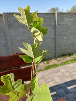 Ľaliovník tulipánokvetý - 8