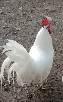 Leghorn - 8