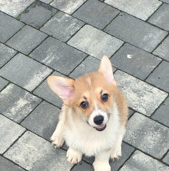 Welsh Corgi Pembroke - 8