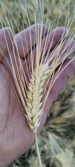 Predam  nove domace zemiaky, pšenicu, jačmeň. - 8