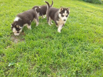 Šteniatka sibírsky husky - 8