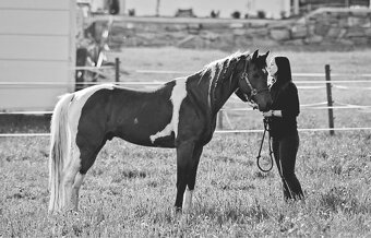 Výnimočná kobylka na predaj - 8