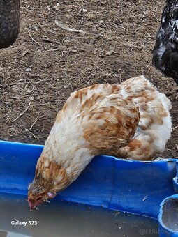 Predám nasadové vajíčka araucana - 8