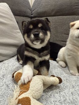Shiba inu - 8