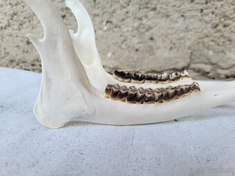 Úprava trofejí - 8