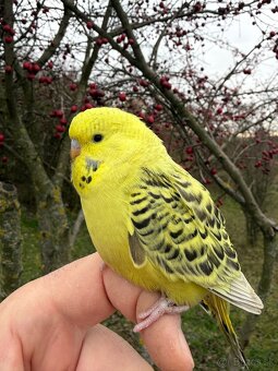 Andulka TCB mlada Maznačik - 8