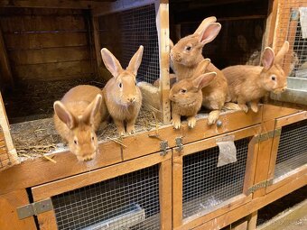 Burgundské králiky - 8