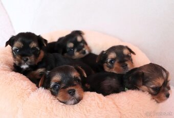 Yorkshire Terrier, York, Jork, Yorkshirsky teriér, šteniatka - 8