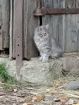 Chlpaté mačiatka - 8