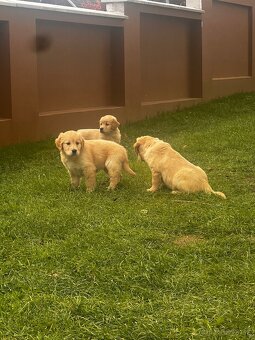 Zlatý retriver šteniatka - 8