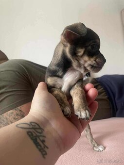 Čivava šteniatká 🐾 - 8