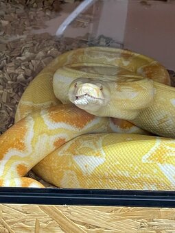 Veľhad kráľovský/Boa constrictor - 8