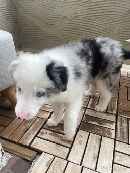 Border kólia šteniatko - 8