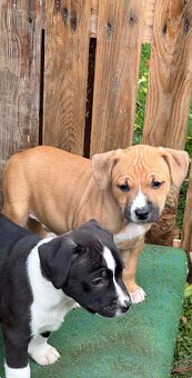 Šteniatka staforda - 8