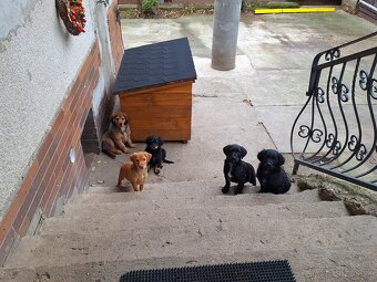 Darujeme šteniatka - 8