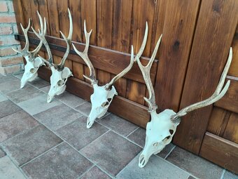 Trofeje jeleňov Sika - 8