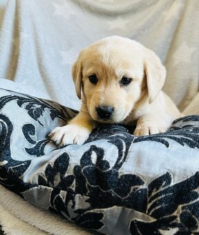 štěňata labrador a – připravena k odběru - 8