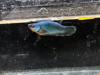 Bojovnica pestrá - betta splendens - 8